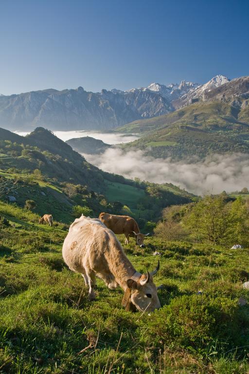 Al Rincon De Emi Διαμέρισμα Carrena de Cabrales Δωμάτιο φωτογραφία
